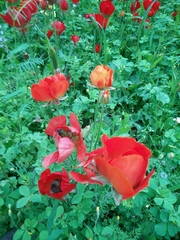 Ranunculus asiaticus