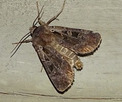 Euxoa divergens