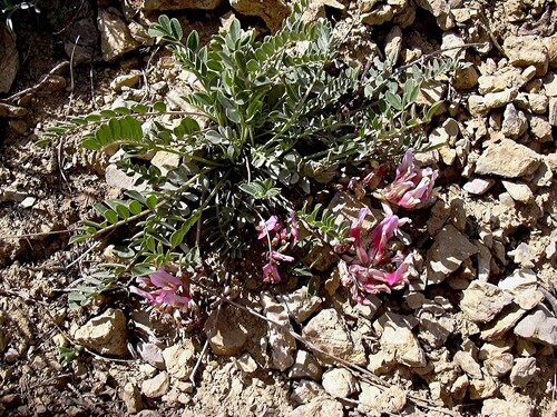 Spruner's Milkvetch