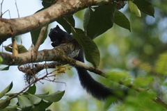 Callosciurus prevostii pluto