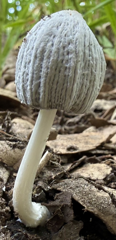 Coprinellus flocculosus