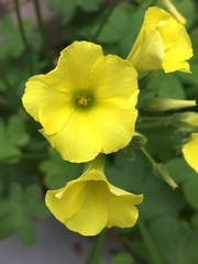 Oxalis pes-caprae