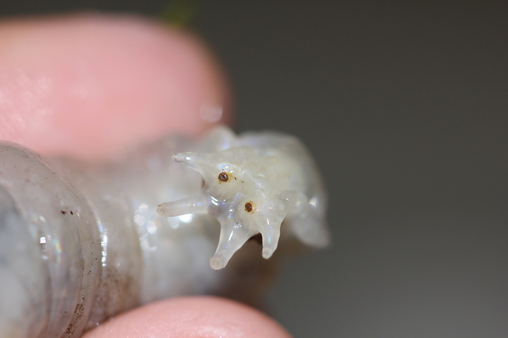 Leptotarsus testaceus