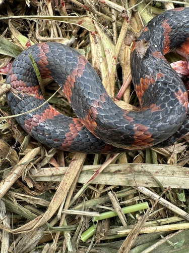 Forest Flame Snake