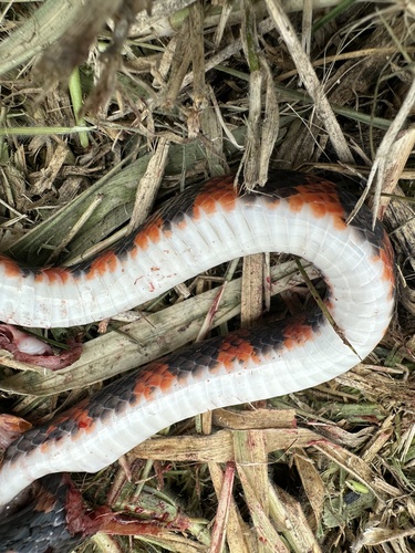 Forest Flame Snake