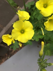 Oxalis pes-caprae