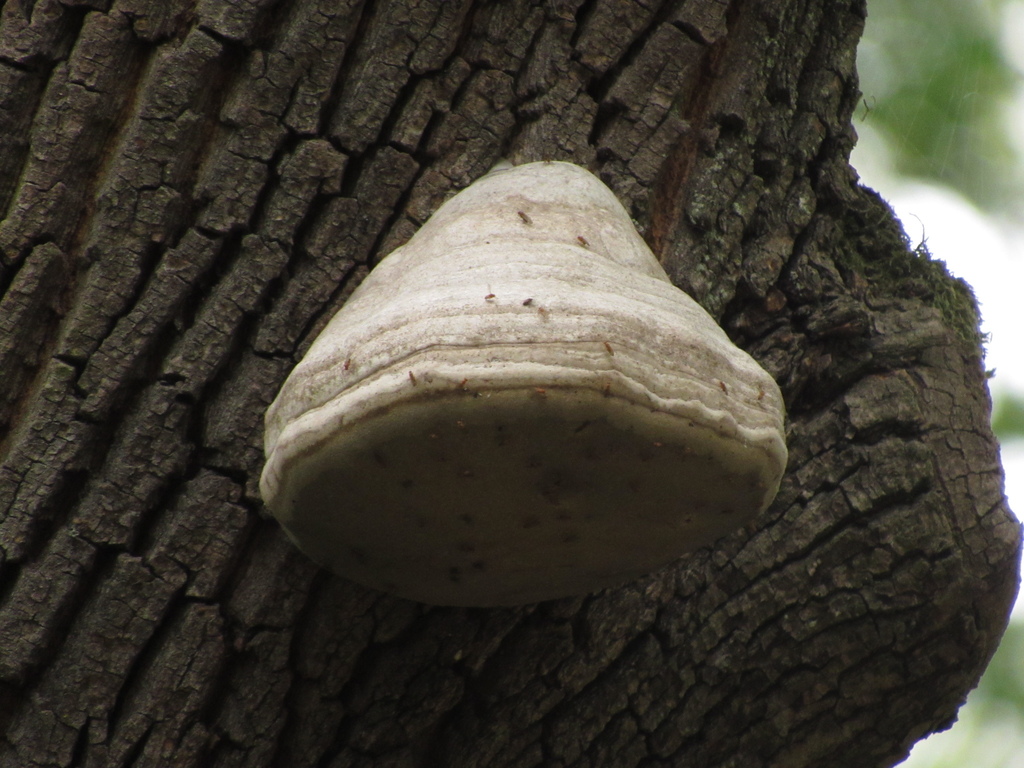 Fomes fomentarius · May 2026 · photo: © emilyd47 (iNaturalist, cc-by-sa)