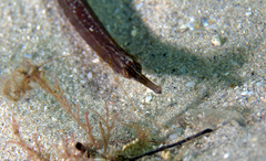 Syngnathus louisianae