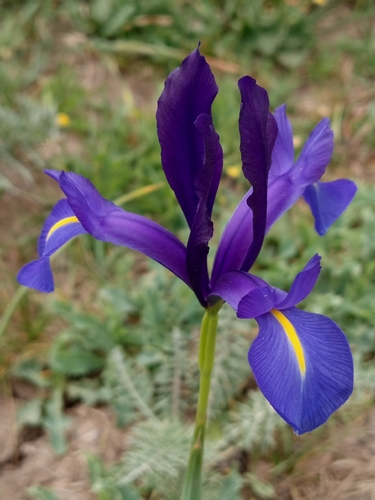 Avistamiento Iris azul de las marismas (Iris xiphium)