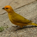 Saffron Finch - Photo (c) Guillermo Vasquez, some rights reserved (CC BY)