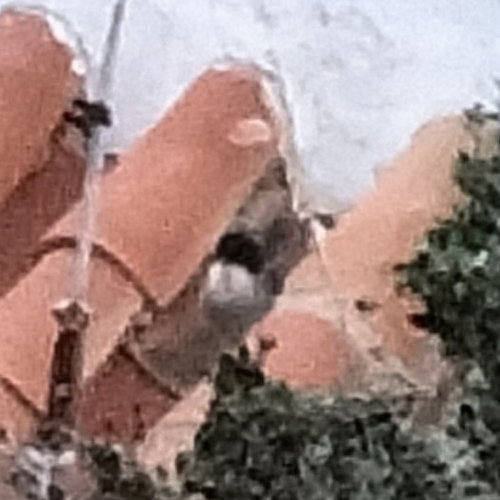 Avistamiento Curruca cabecinegra