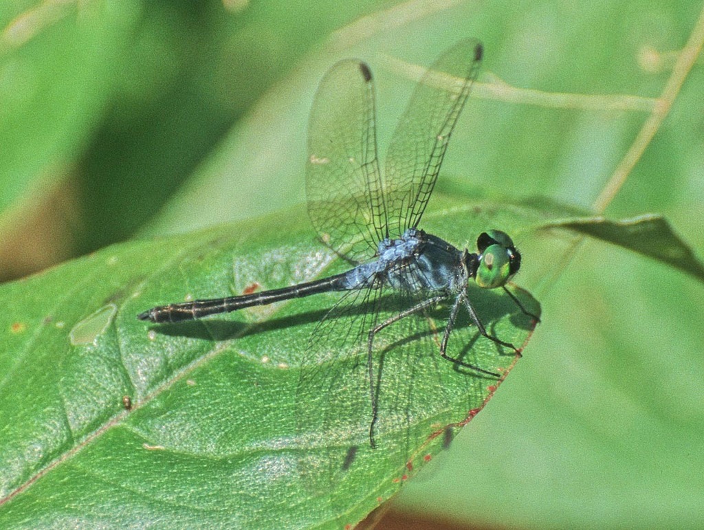 Oligoclada stenoptera