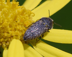 Acmaeodera neglecta