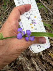 Tradescantia gigantea, photograph (c) IDClaire, some rights reserved (CC BY)