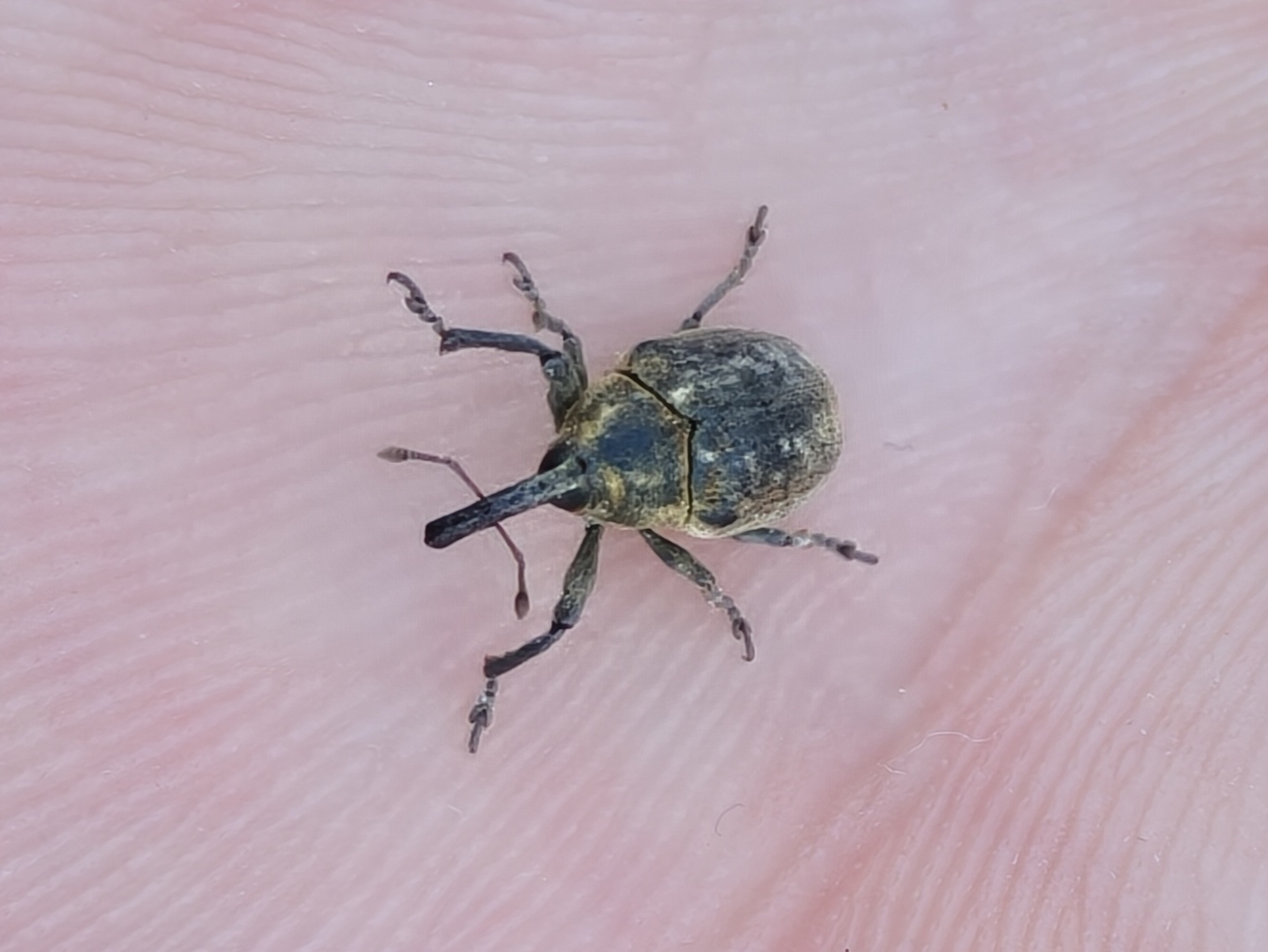 Larinus latissimus Roelofs, 1873