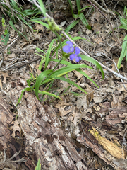 Tradescantia gigantea, photograph (c) IDClaire, some rights reserved (CC BY)