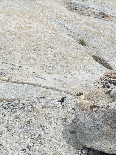 iNaturalist observation photo of Sierra Fence Lizard