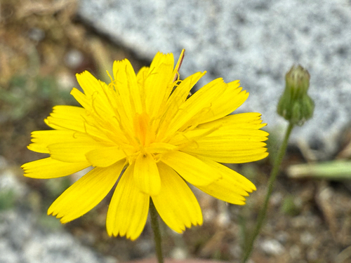 Crepis capillaris iNat (3)
