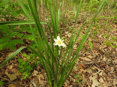 Narcissus poeticus
