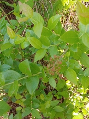 Vaccinium fuscatum image