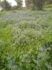 Lupinus pilosus
