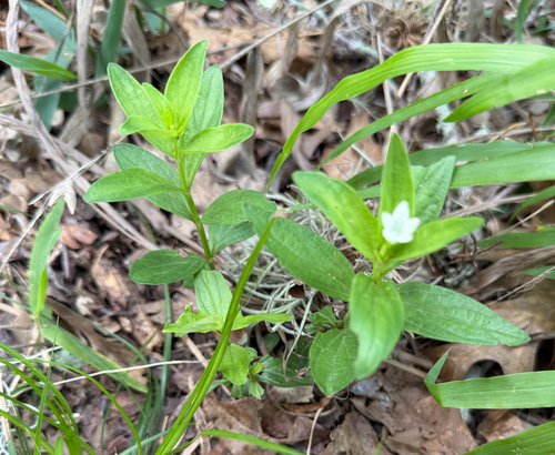 Spigelia texana, photograph 1