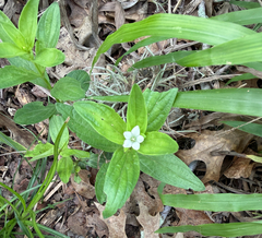 Spigelia texana