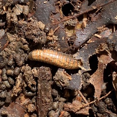 Choctella cumminsi
