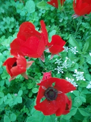 Ranunculus asiaticus