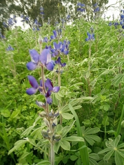 Lupinus pilosus