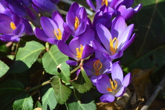 Crocus vernus