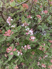 Viburnum
