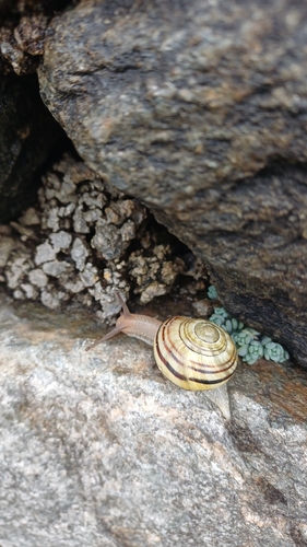 Cepaea nemoralis