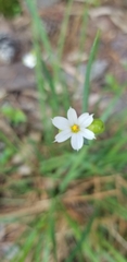 Sisyrinchium albidum