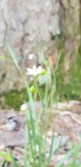 Sisyrinchium albidum