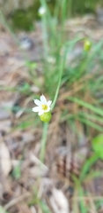 Sisyrinchium albidum