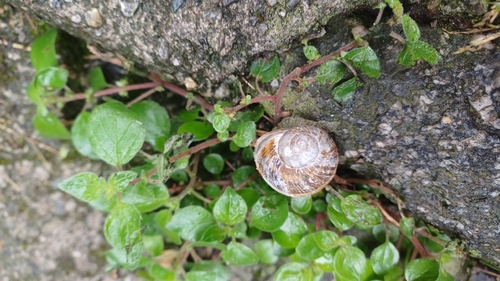 Cornu aspersum