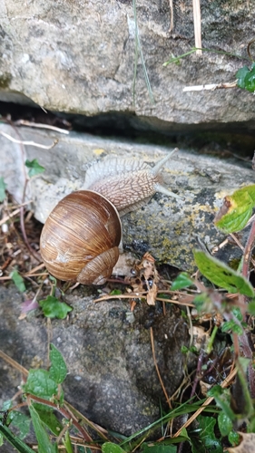 Helix pomatia
