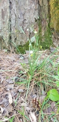 Sisyrinchium albidum
