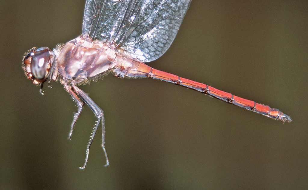 Orthemis tambopatae