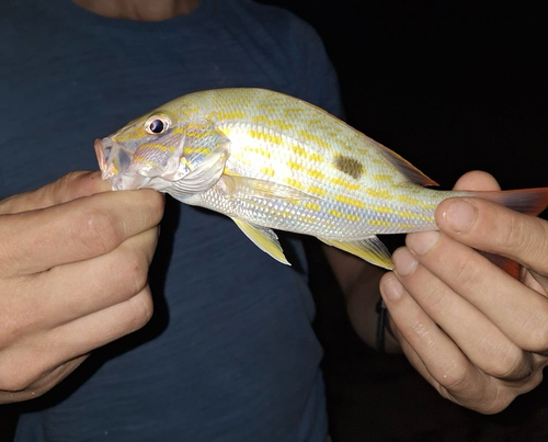 Lane Snapper