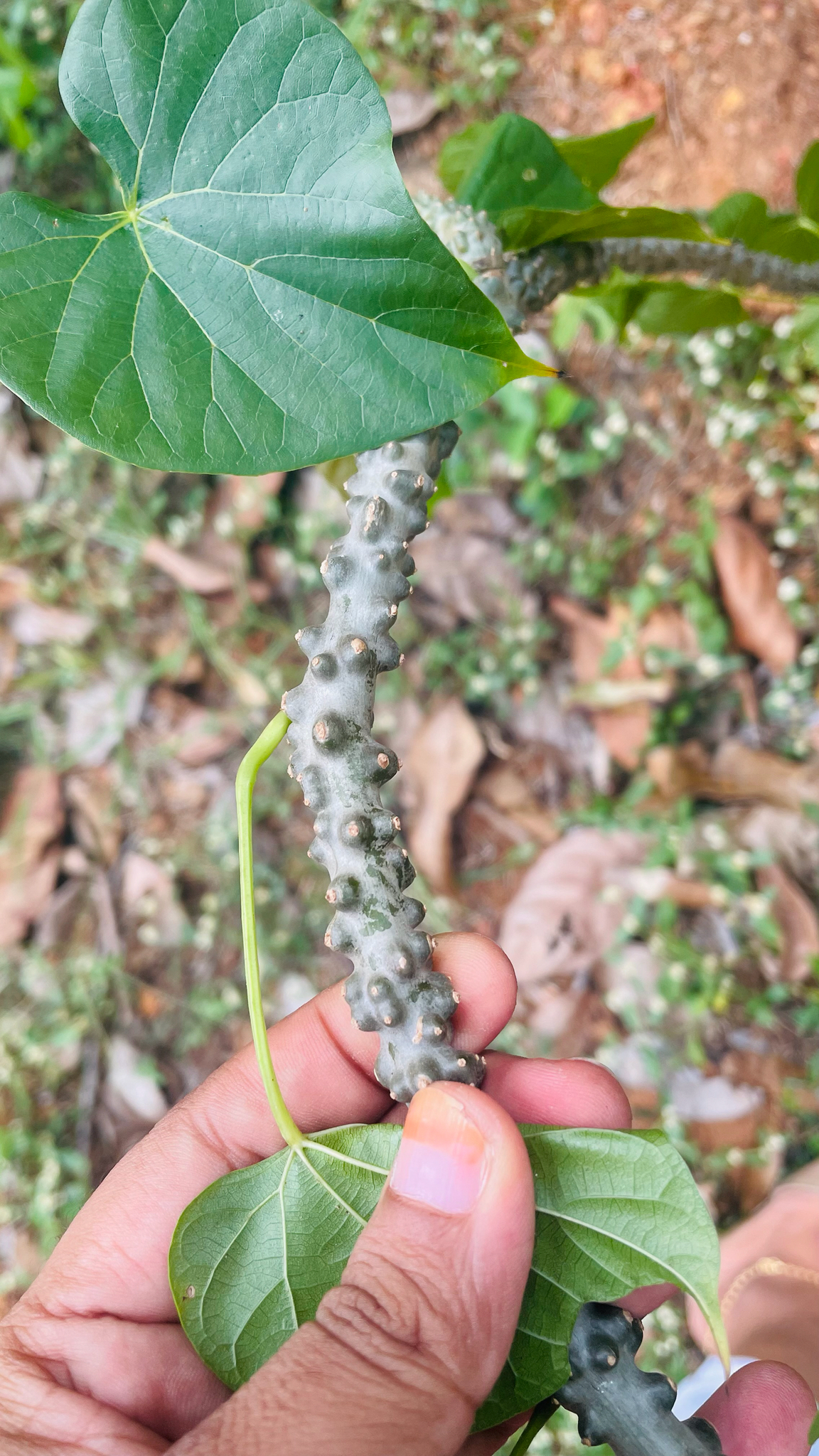 Imagem de Tinospora crispa