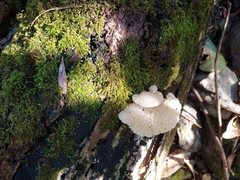 Favolaschia pustulosa