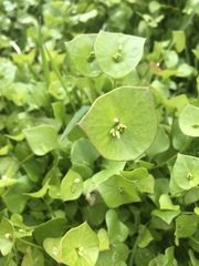Claytonia perfoliata
