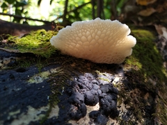 Favolaschia pustulosa