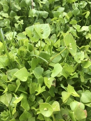 Claytonia perfoliata