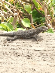Sceloporus occidentalis