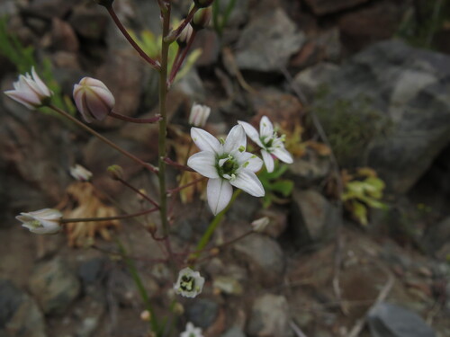 Oziroe biflora, photograph 5