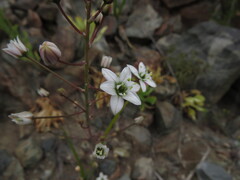 Oziroe biflora, photograph (c) Nicolás Lavandero, some rights reserved (CC BY)