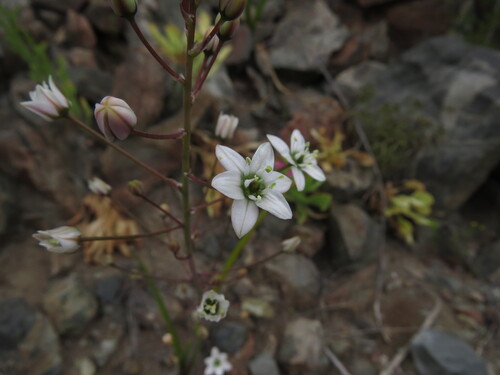 Oziroe biflora, photograph 6